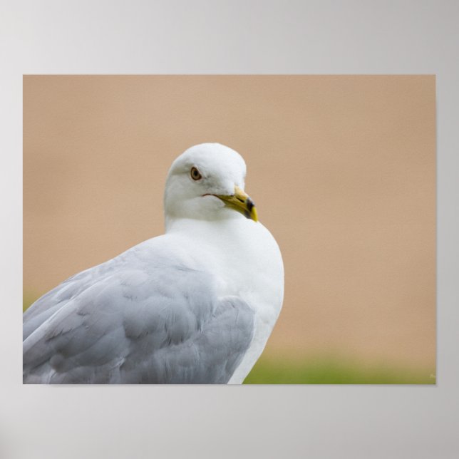 Tittar ut poster (Framsidan)