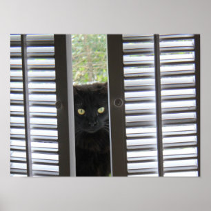 Tittutkattunge, katt i fönsteraffischen poster