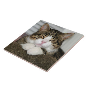 TJ KAKELPLATTA