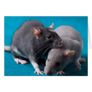 Tjaller tillsammans kortet OBS kort
