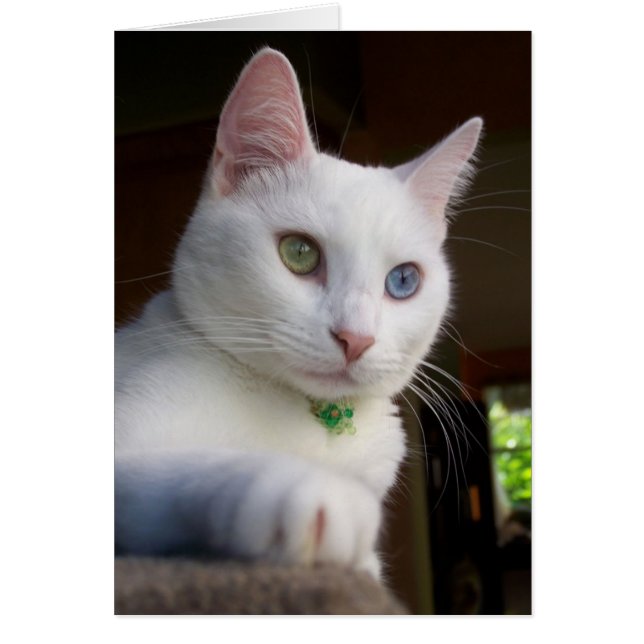 Tjänstekort Hälsningskort (Framsidan)