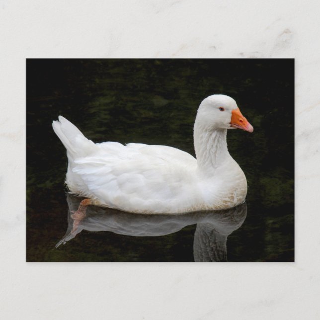 Tjeckiska gossen. Roath Park Sjö, Cardiff, Wales Vykort (Framsida)