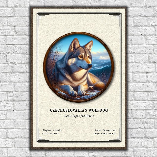 Tjeckoslovakisk Varghund Zoologi Serie Poster (Skapare uppladdad)