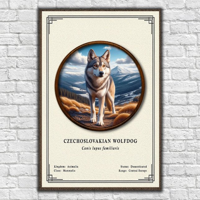 Tjeckoslovakisk Varghund Zoologi Serie Poster (Skapare uppladdad)