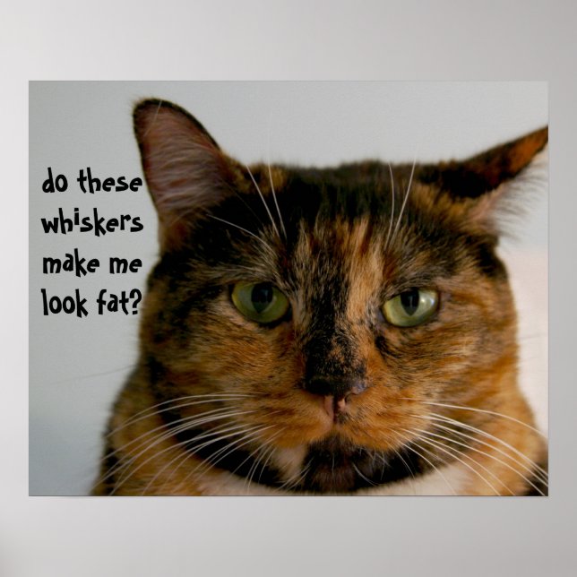 Tjock Cat med Attitude, rolig katt poster (Framsidan)