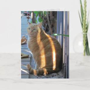 Tjock Cat Sunny Daze:) Kort