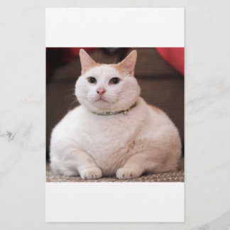 Tjock Katt