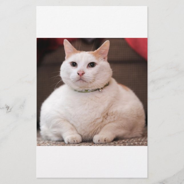 Tjock Katt (Framsida)