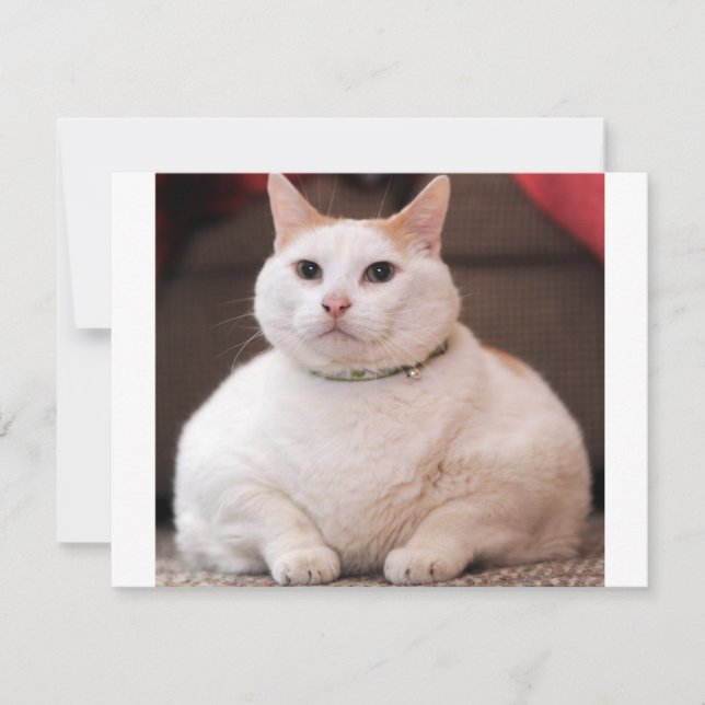 Tjock Katt (Framsida)