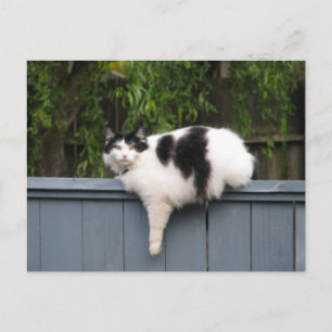 Tjock Katt vid stängsel Vykort