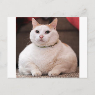 Tjock Katt Vykort