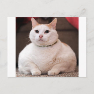 Tjock Katt Vykort