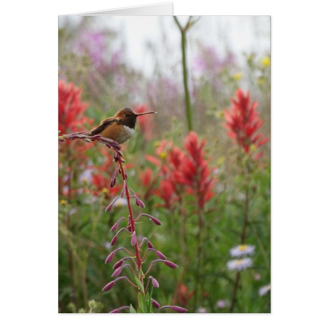 Tjock lilla fågel hälsningskort (Framsidan)
