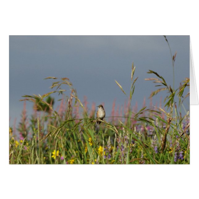 Tjock lille Hummingbird Hälsningskort (Framsidan Horizontal)