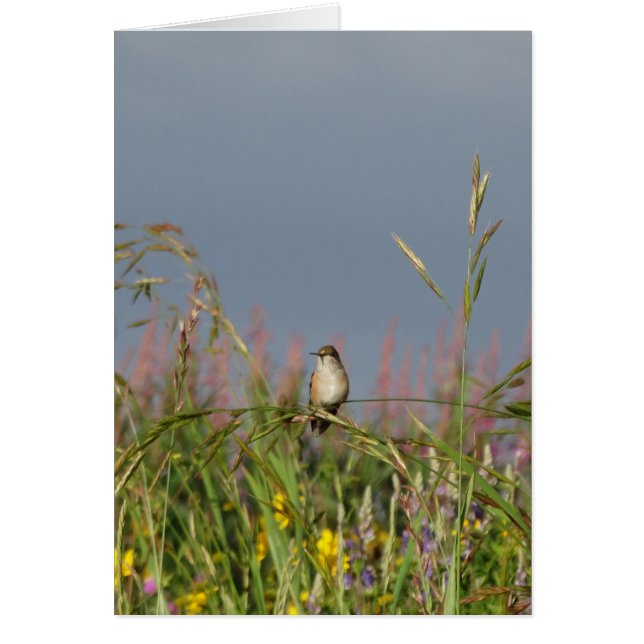 Tjock lille Hummingbird Hälsningskort (Framsidan)