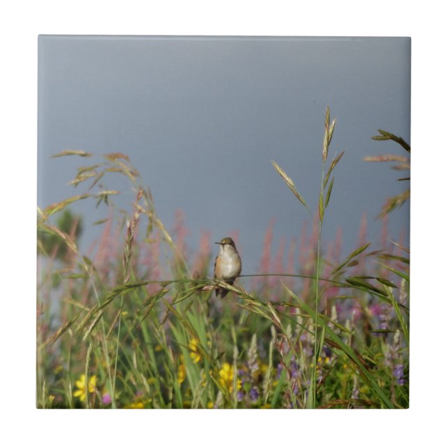 Tjock lille Hummingbird Kakelplatta (Framsidan)