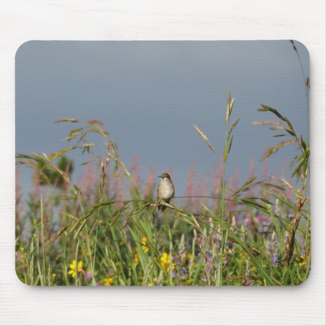 Tjock lille Hummingbird Musmatta (Framsidan)