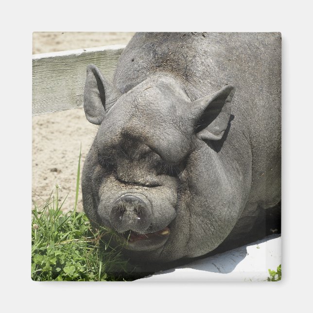 Tjock Piggy | Jordbruksmark Magnet (Framsidan)