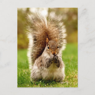 Tjock Squirrel Vykort