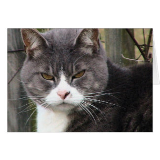 Tjock Tabby GRUMPY Hälsningskort