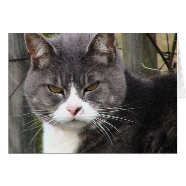 Tjock Tabby GRUMPY Hälsningskort (Framsidan Horizontal)