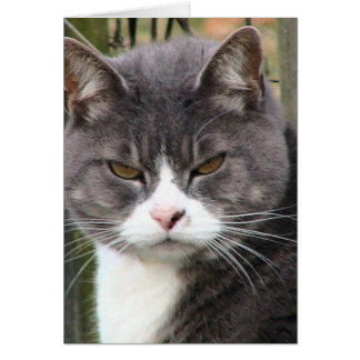 Tjock Tabby GRUMPY Hälsningskort