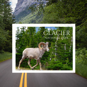 Tjockhornsfår, Glacier National Park, Montana Vykort