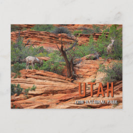 Tjockhornsfår i Zion National Park Vykort