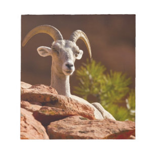 Tjockhornsfår (Ovis canadensis nelsoni). Anteckningsblock