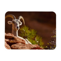Tjockhornsfår (Ovis canadensis nelsoni).