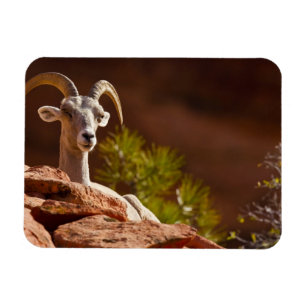 Tjockhornsfår (Ovis canadensis nelsoni). Magnet