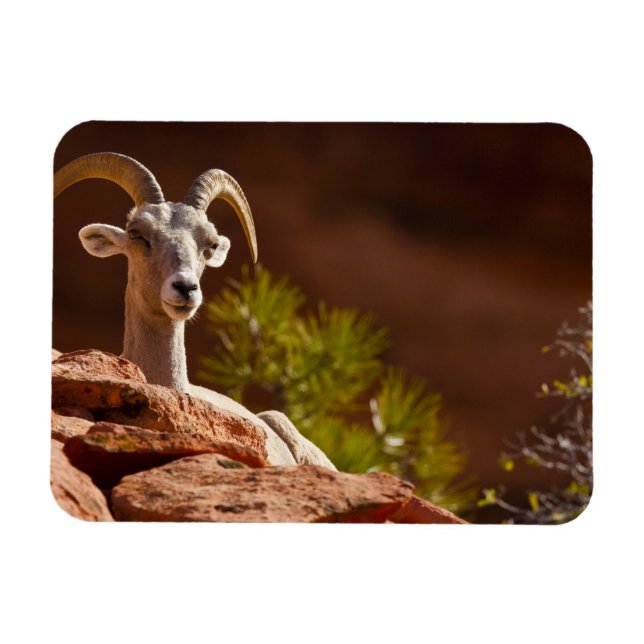 Tjockhornsfår (Ovis canadensis nelsoni). Magnet (Horisontell)