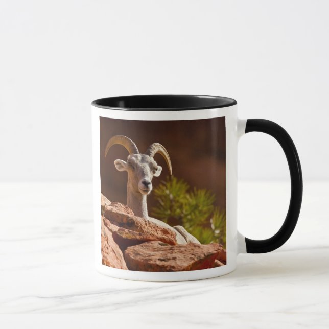 Tjockhornsfår (Ovis canadensis nelsoni). Mugg (Höger)