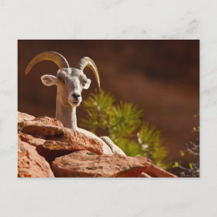 Tjockhornsfår (Ovis canadensis nelsoni). Vykort