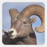 tjockhornsfår, vildfår, Ovis canadensis,