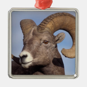 tjockhornsfår, vildfår, Ovis canadensis, Julgransprydnad Metall