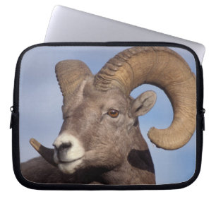 tjockhornsfår, vildfår, Ovis canadensis, Laptop Sleeve