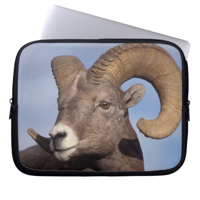 tjockhornsfår, vildfår, Ovis canadensis, Laptop Sleeve (Framsidan)