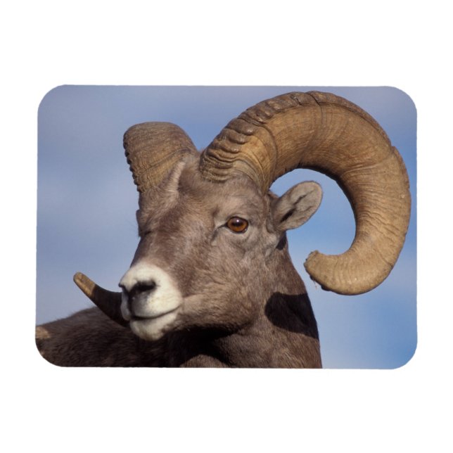 tjockhornsfår, vildfår, Ovis canadensis, Magnet (Horisontell)