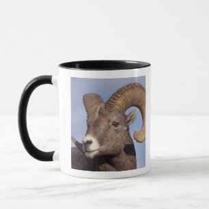 tjockhornsfår, vildfår, Ovis canadensis, Mugg