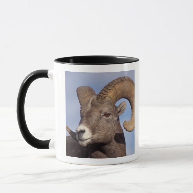 tjockhornsfår, vildfår, Ovis canadensis, Mugg (Vänster)