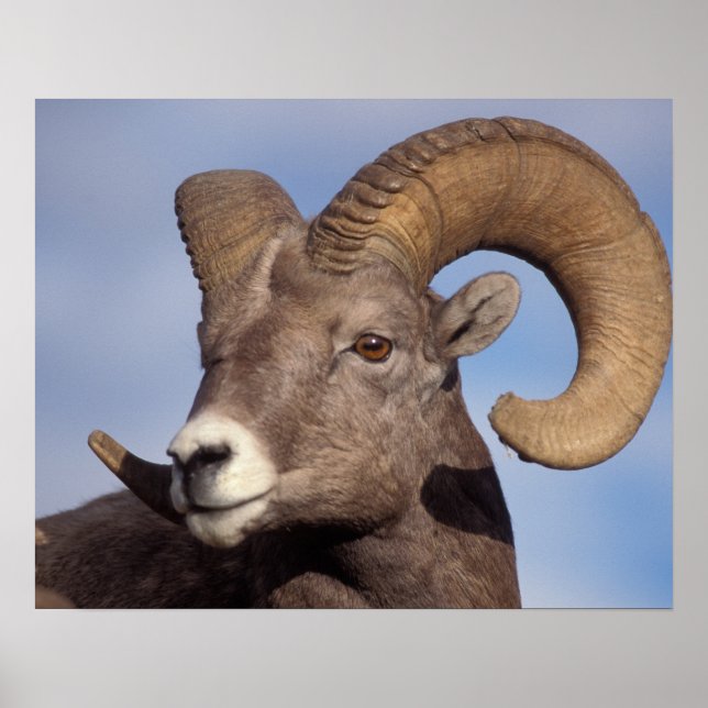 tjockhornsfår, vildfår, Ovis canadensis, Poster (Framsidan)