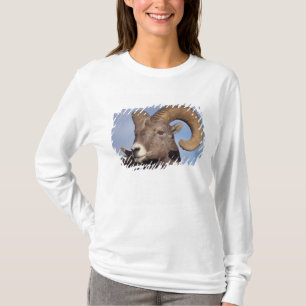 tjockhornsfår, vildfår, Ovis canadensis, T-shirt