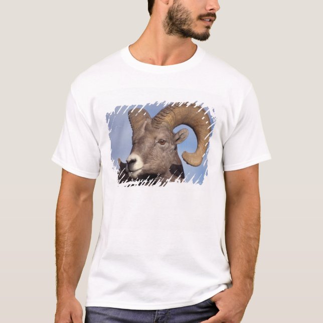 tjockhornsfår, vildfår, Ovis canadensis, Tröja (Framsida)