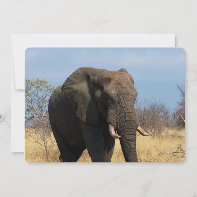 Tjockhuding Inbjudningar (Framsida)