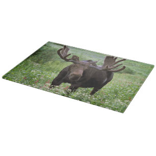 Tjur älg (Alces alces) i vildblommor,