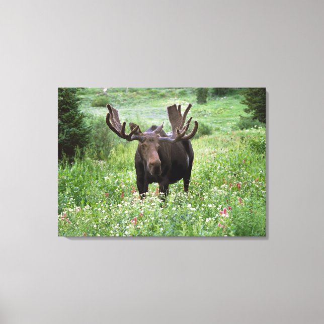 Tjur älg (Alces alces) i vildblommor, Canvastryck (Framsida)