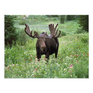 Tjur älg (Alces alces) i vildblommor, Fototryck