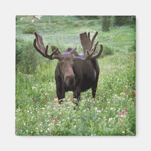 Tjur älg (Alces alces) i vildblommor, Magnet