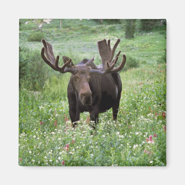 Tjur älg (Alces alces) i vildblommor, Magnet (Framsidan)